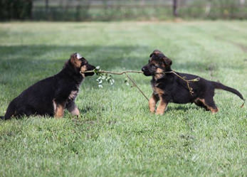Duitse Herder Puppies