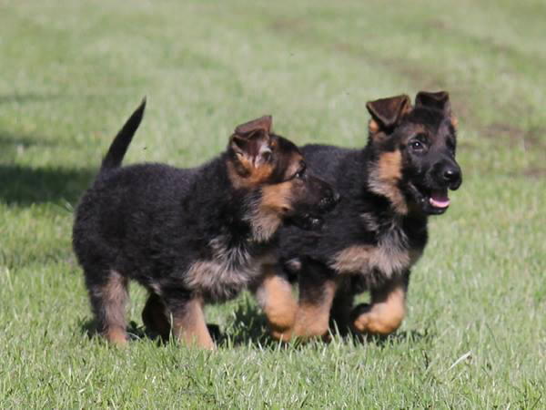 marge raken Relatieve grootte Duitse Herder Pups te koop met stamboom