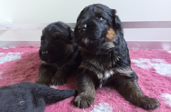Duitse Herder Pups te koop met stamboom