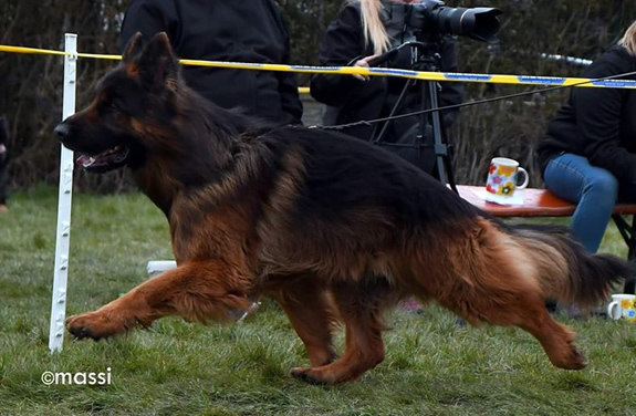 Duitse Herder Pups te koop met stamboom