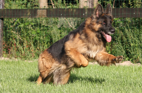 Duitse Herder Pups te koop met stamboom