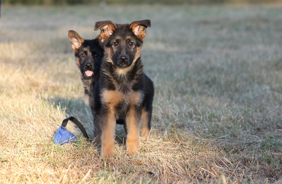 Duitse Herder Pups te koop met stamboom
