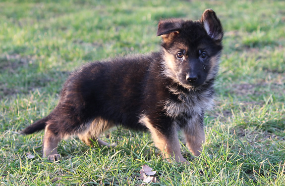 Duitse Herder Pups te koop met stamboom