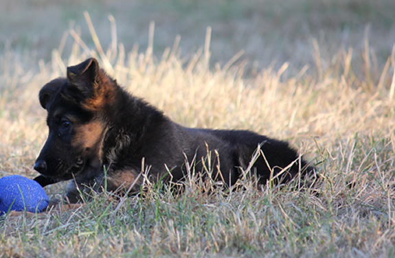 Duitse Herder Pups te koop met stamboom