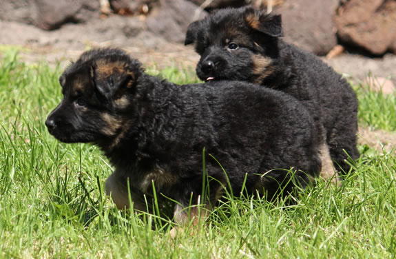 Duitse Herder Pups te koop met stamboom